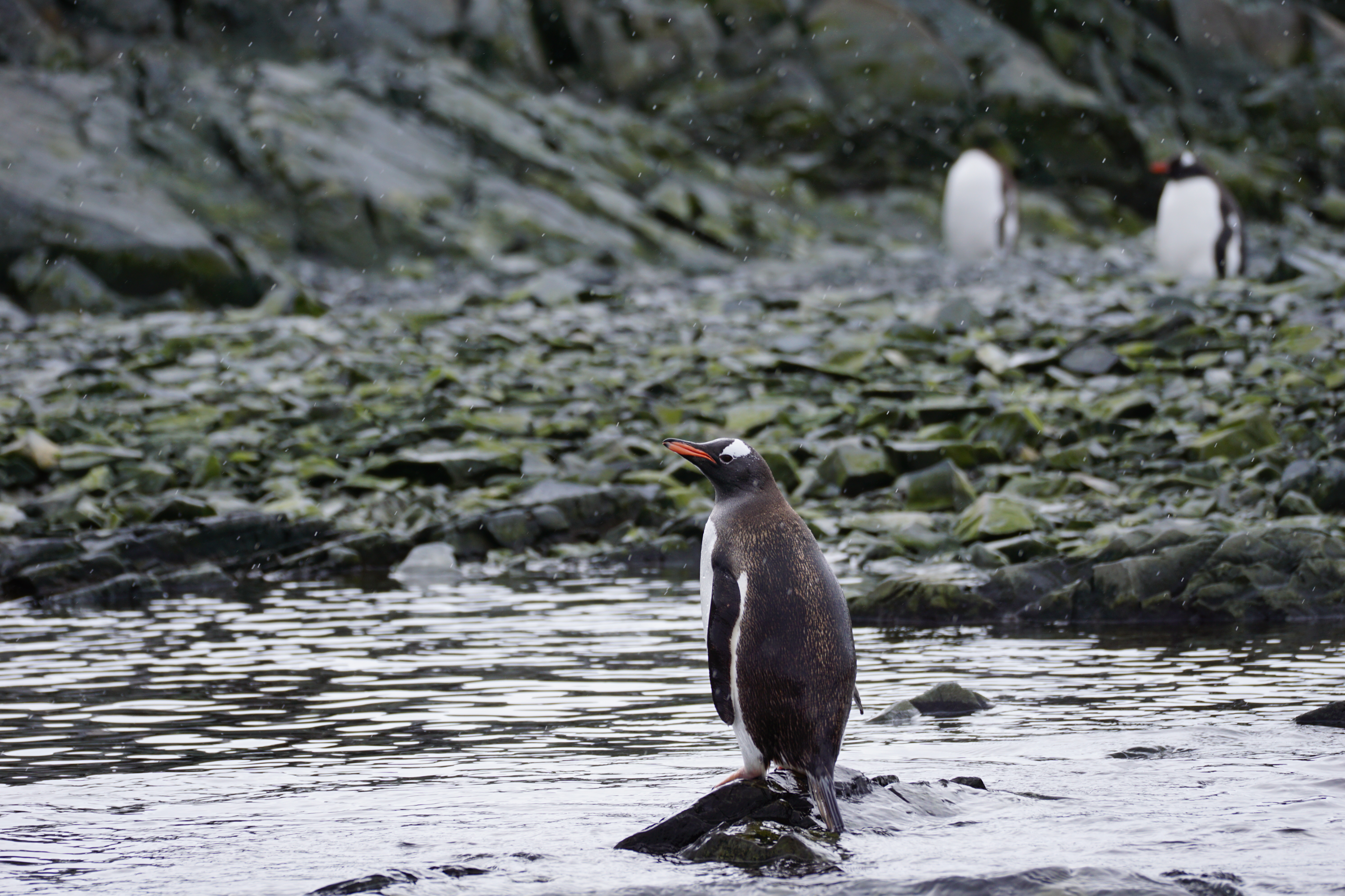 Antartica