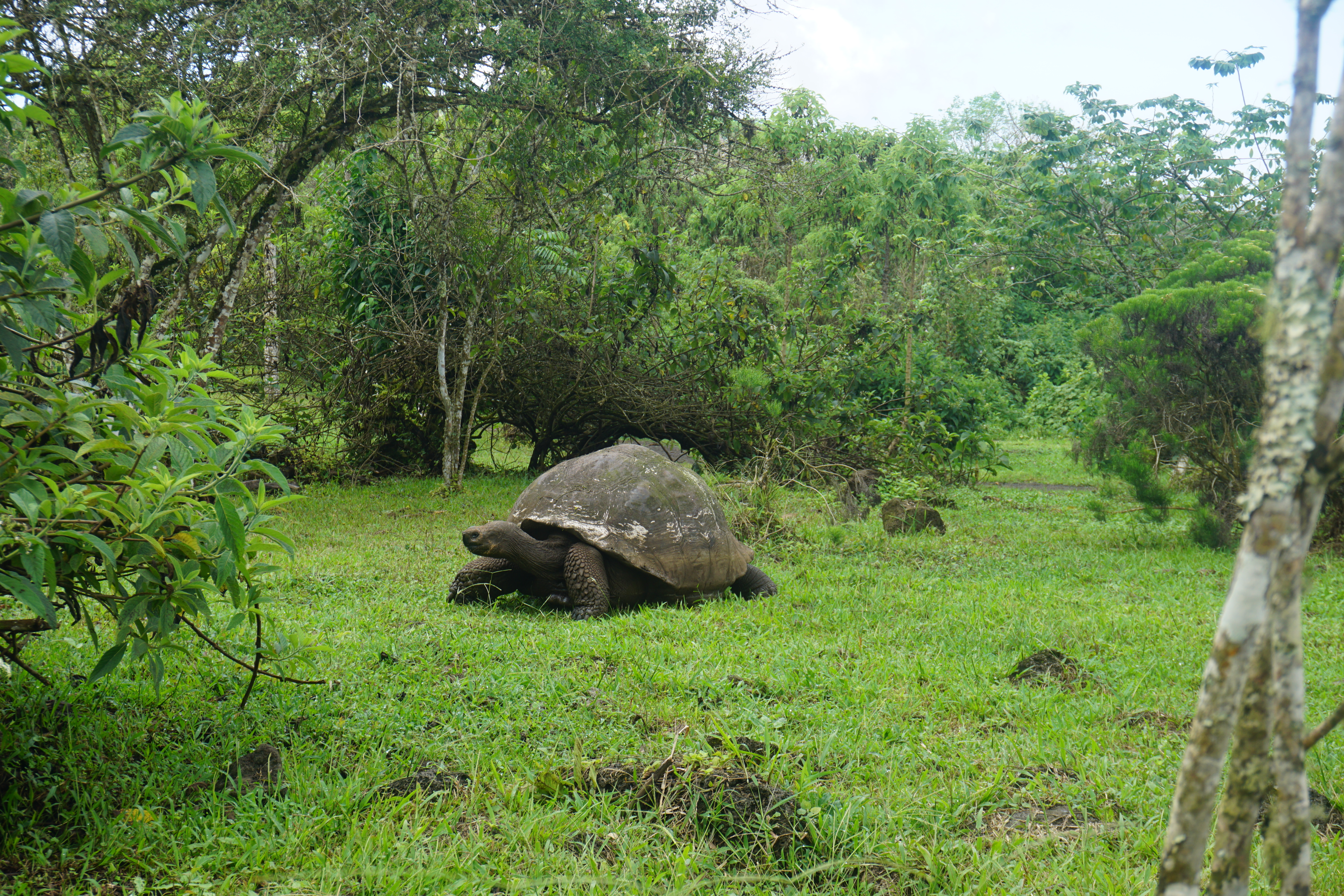Galapagos