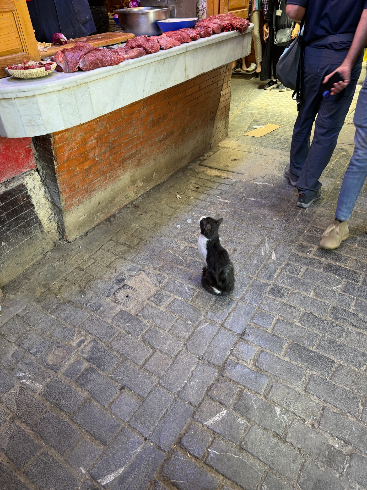 Cat in Market
