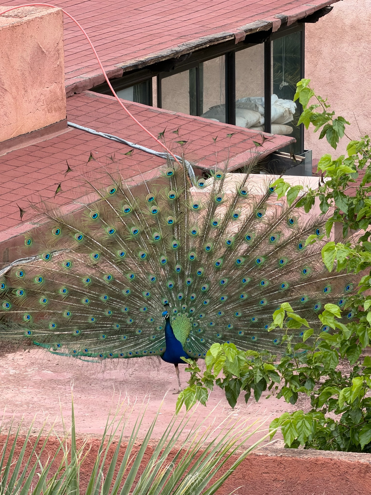 Peacocks